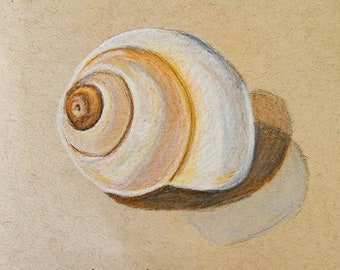 Shell 2 Illustration Original Drawing