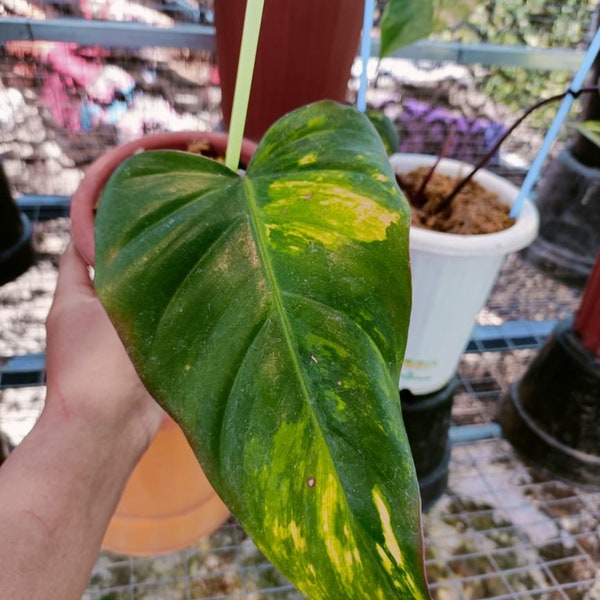 RARE Philodendron Dark Lord Variegated "One Leaf" - Aroid Variegated - Plant Gift - Free Phytosanitary