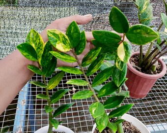 2 Plant Zamioculcas Zamiifolia Variegated REAL Picture - Aroid Variegated - Free Phytosanitary - Plant Gift