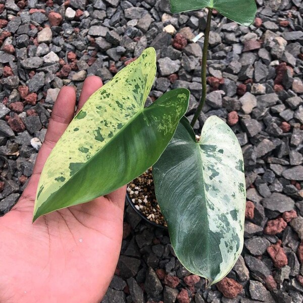 Philodendron ilsemanii Variegated - Aroid Variegated - Plant Gift - Free Phytosanitary