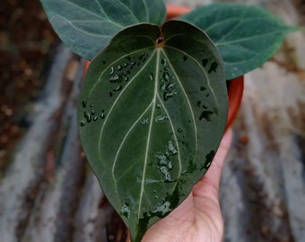 Anthurium King Of Spades - Aroid Panaché - Phytosanitaire gratuit - Cadeau végétal