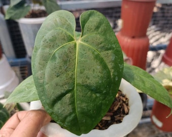 Anthurium Dark Phoenix - Aroid Variegated - Free Phytosanitary - Plant Gift