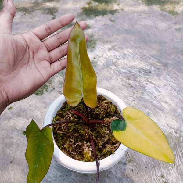 RARE Philodendron Dark lord Variegated REAL Picture - Aroid Variegated - Free Phytosanitary - Plant Gift