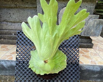 Platycerium Grande - Aroid Variegated - Free Phytosanitary - Plant Gift