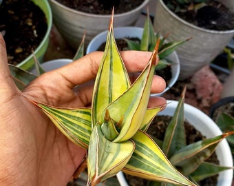 Sansevieria Pinguicula Variegated - Aroid Variegated - Free Phytosanitary - Plant Gift