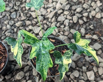 Thaumatophyllum Java Beauty Variegated  - Aroid Variegated - Free Phytosanitary - Plant Gift