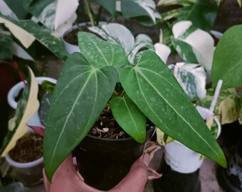 Hybrid Anthurium Portillae X Fortsherman - Aroid Variegated - Free Phytosanitary - Plant Gift