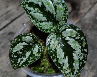 3 Plants Scindapsus Tricolor Sp Borneo Dark Form - Aroid Variegated - Free Phytosanitary - Plant Gift