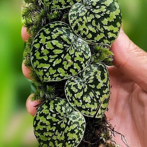 3 Plants Scindapsus Snake Scale Sp Borneo - Aroid Variegated - Free Phytosanitary - Plant Gift