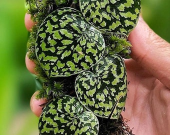 3 Plants Scindapsus Snake Scale Sp Borneo - Aroid Variegated - Free Phytosanitary - Plant Gift