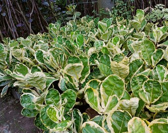 Ficus Lyrata barwny PRAWDZIWY obraz - Aroid barwny - bezpłatny fitosanitarny - prezent dla roślin