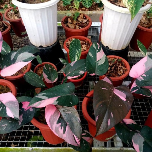Philodendron  Black Cherry - Aroid Variegated - Plant Gift - Free Phytosanitary