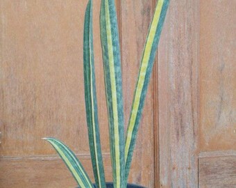 Sansevieria Baseball Variegated - Aroid Variegated - Free Phytosanitary - Plant Gift