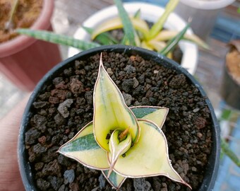 Sansevieria Pinguicula Variegated - Aroid Variegated - Free Phytosanitary - Plant Gift