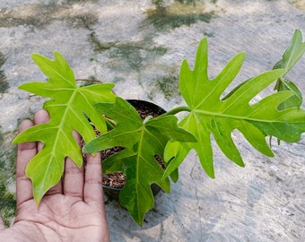 Philodendron Radiatum Variegated REAL Picture - Aroid Variegated - Free Phytosanitary - Plant Gift