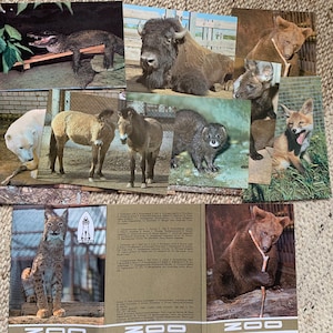 TIER Postkarten aus dem Jahr 1989. Vintage Set von 15 farbenfrohen, unbenutzten Postkarten mit wilden Tieren im Zoo. Gedruckt in UDSSR. Sammler Postkarten.