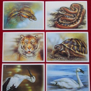 6 CARTÕES POSTAIS ANIMAIS Isakov - Artista soviético Isakov - Tigre, Tartaruga, Cobra - Cartões postais vintage da URSS - Cartões postais de arte colecionáveis - Moscou 1989