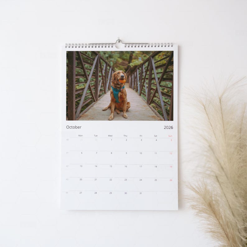 Op de afbeelding: Een 2026 wandkalender met een foto van een golden retriever hond op een brug, met een oranje bal. De kalender is wit met een spiraalbinding en de maand oktober is zichtbaar. De achtergrond is een witte muur.
