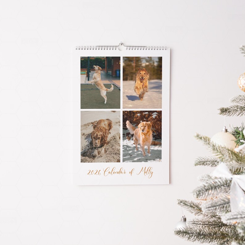 Op de afbeelding: Een witte spiraalgebonden wandkalender met vier foto's van een golden retriever. De kalender heeft de tekst "2026 Calendar of Molly" in gouden letters. De kalender hangt aan een witte muur.