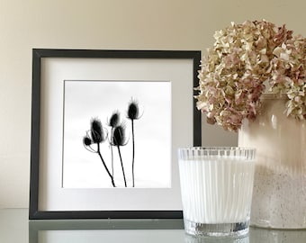 Teasel seedhead silhouette photograph - black and white nature photo, monochrome botanical home decor, black and white floral art