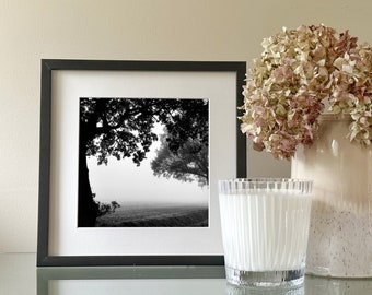 Monochrome tree canopy photography - black and white fine art photo, Misty landscape print, neutral modern home décor