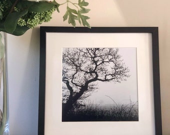 black and white tree photograph - modern neutral home decor, monochrome landscape photo