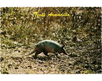 Texas Armadillo Vintage Postcard Plastichrome School-Mart San Antonio Wildlife