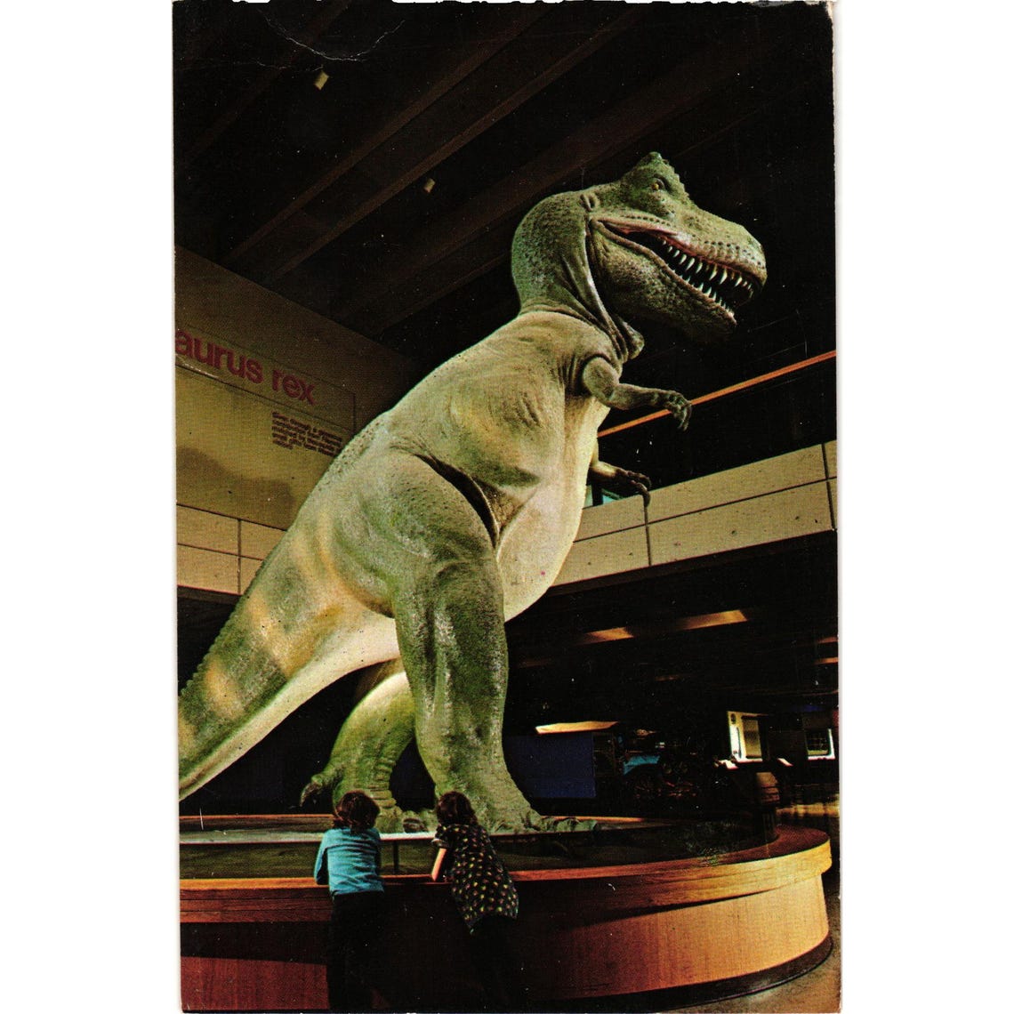 Rex Postcards Tyrannosaurus Rex Postcard Museum of Science Boston Vintage Collectible ...