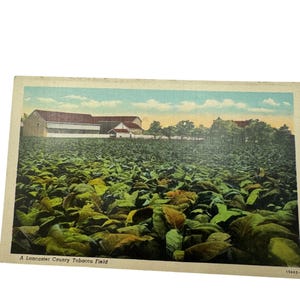 carte postale vintage champ de tabac du comté de Lancaster par C.T. Division artistique américaine