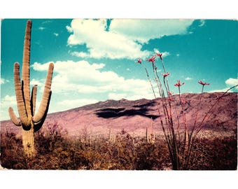 Saguaro & Ocotillo Plants Desert Scene 1962 Chromogenic Postcard Arizona
