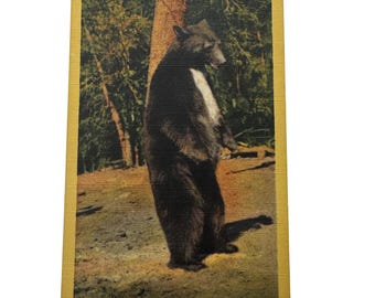 carte postale vintage du parc national de Yosemite " Bonjour les gens !" Illustration de l'ours