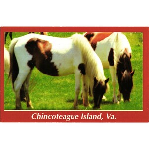 Postal de la isla de Chincoteague, Virginia, con ponis salvajes, impresa en Irlanda