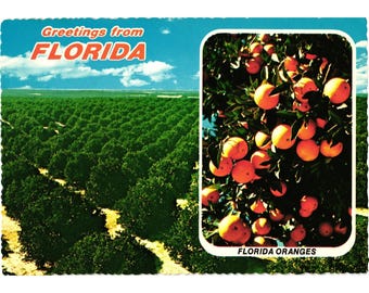 Florida Citrus Apelsinlund Vintagevykort Landskap Flygvy Marvin Murphy