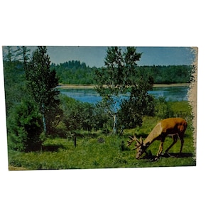 Carte postale vintage avec élans paissant au bord d'un lac et d'une forêt