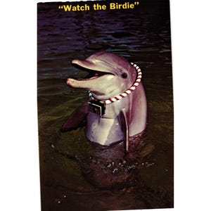 Peut inclure: Un dauphin gris dans une eau sombre portant un collier rayé rouge et blanc avec un petit appareil photo noir attaché à l'avant. Le texte "Watch the Birdie" est imprimé en jaune en haut de l'image, sur fond d'eau sombre et ondulante.