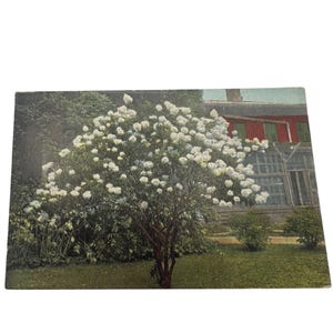 Carte postale vintage Arbre blanc en fleurs et maison rouge par Chilton Company USA