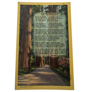 Carte postale Stanley A. Piltz The Redwoods Pictorial Wonderland vintage des années 30