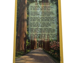 Vintage 1930er Jahre Stanley A. Piltz The Redwoods Wunderland Postkarte