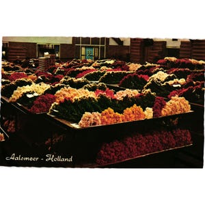 Aalsmeer Holland Real Photo Postcard Interior Flower Auction Unused Vintage