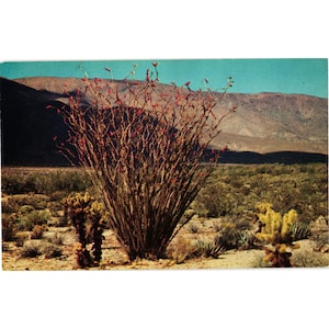 Könnte beinhalten: Vintage Postkarte mit einer Wüstenlandschaft. Im Vordergrund eine große Ocotillo-Pflanze mit roten Blüten. Im Hintergrund eine Bergkette unter blauem Himmel, mit weiterer Wüstenvegetation, die eine natürliche Szene bildet.