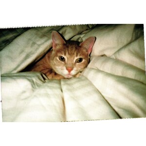 Carte postale North Shore Animal League Tiffy Cat PC125 Adoptez un animal de compagnie