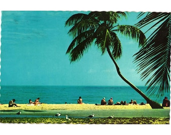 Cartão postal vintage da Flórida, Palm Tree Beach Scenic, 1977, carimbo colorido escrito no verso