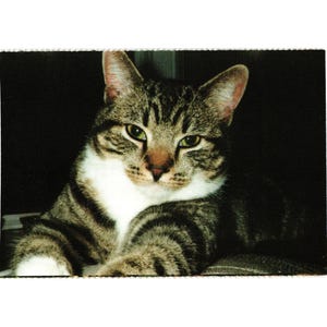 Carte postale de chat avec des bottes de la North Shore Animal League