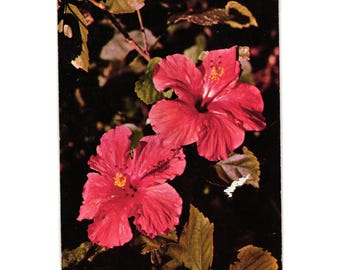 Pocztówka z kwiatami hibiskusa, lata 50. XX wieku, Dextone Chrome, motyw kwiatowy, używana