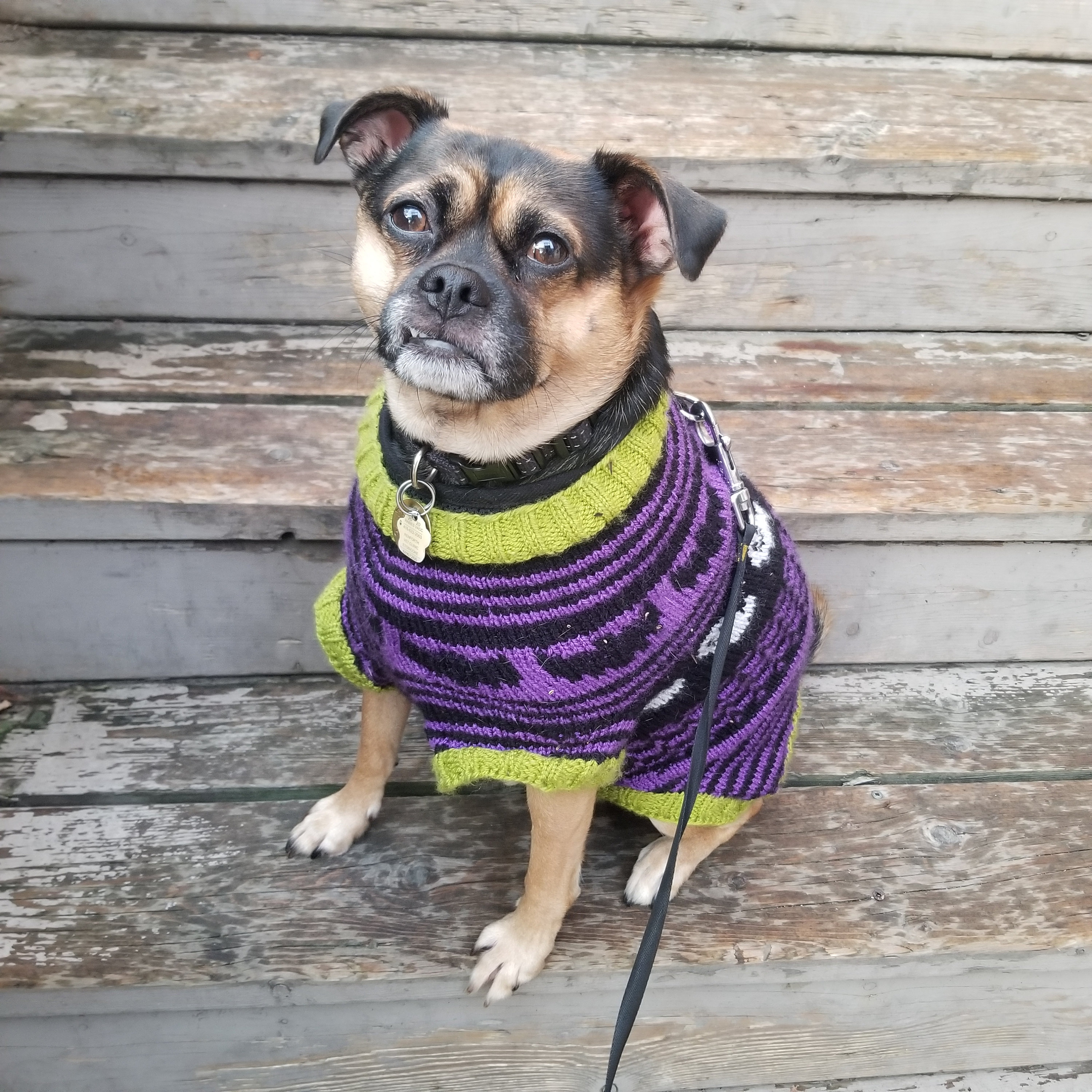 This is Halloween Dog Sweater Pattern Etsy