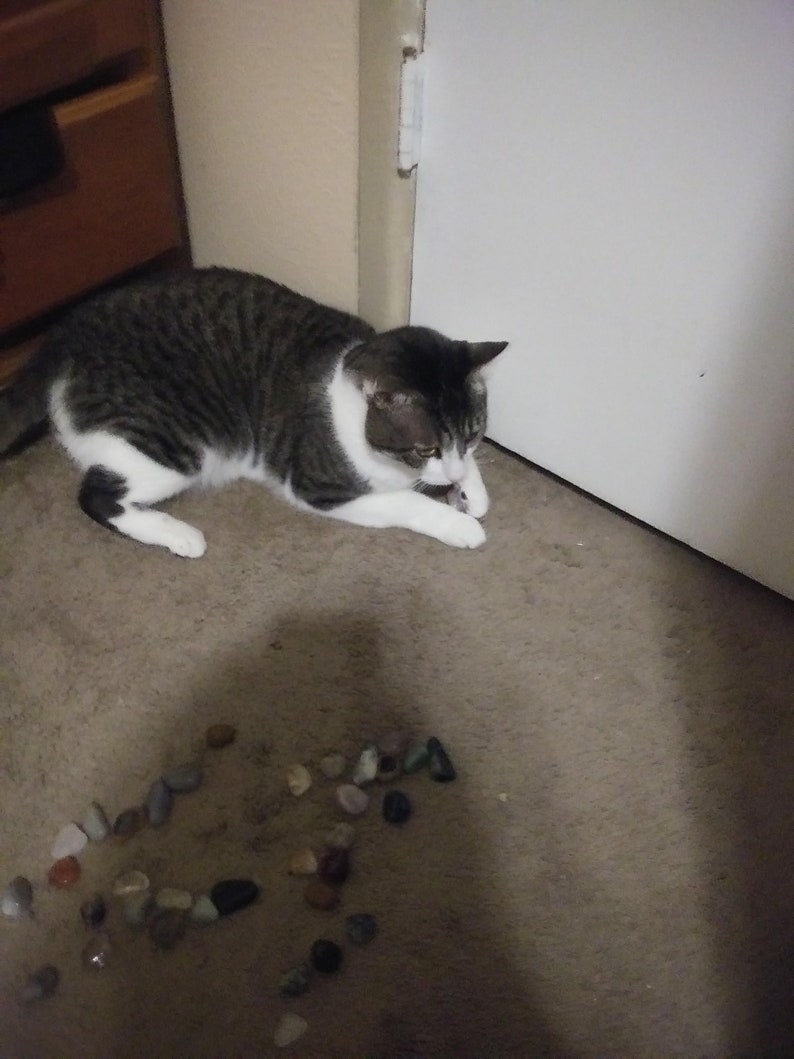 Cat picks your crystal image 5