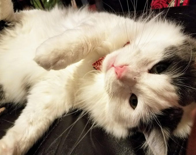 Cat picks your crystal (handmade bracelet included)