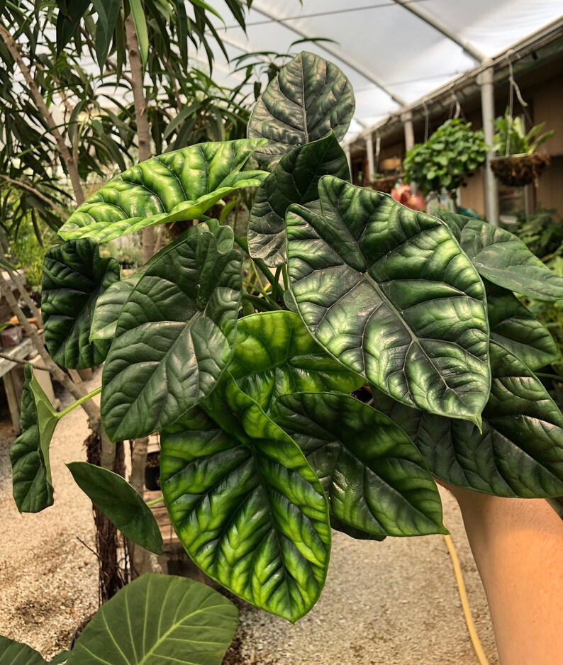 Alocasia Quilted Dreams Sinuata | Etsy