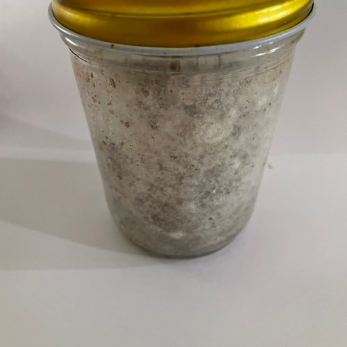 Maitake Mushroom Mycelium Plug Spawn Etsy