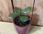 Mini Potted Jade Plant - Crassula Ovata - Money Plant - Succulent - Houseplant - Pink Pot